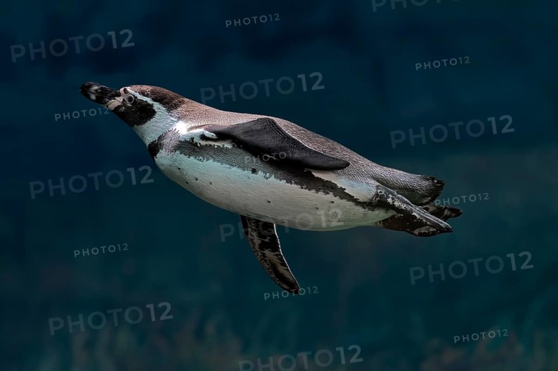 Humboldt Penguin (Spheniscus humboldti), Humboldt Penguin, adult, in the water, swimming, foraging, captive, Pacific coast, Chile, South America
