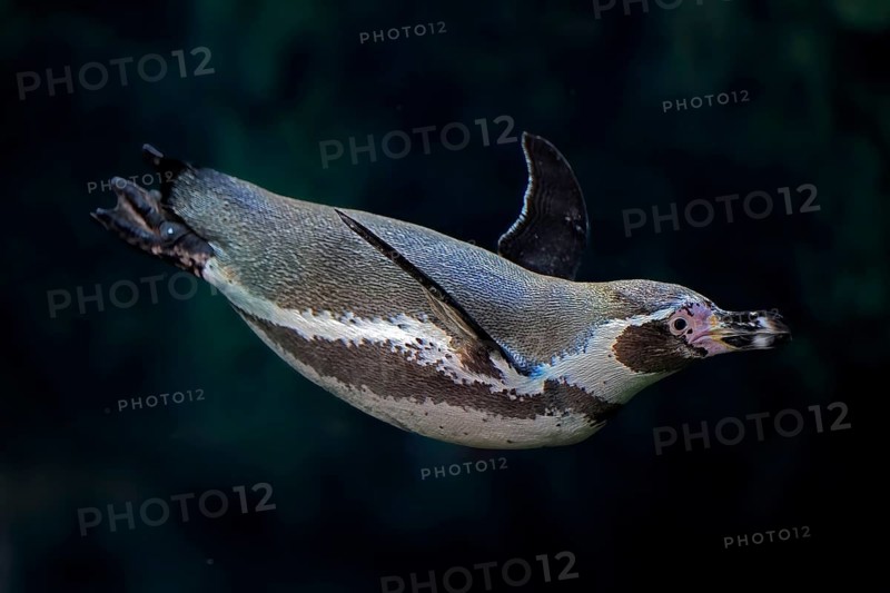 Humboldt Penguin (Spheniscus humboldti), Humboldt Penguin, adult, in the water, swimming, foraging, captive, Pacific coast, Chile, South America