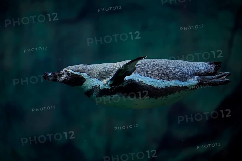 Humboldt Penguin (Spheniscus humboldti), Humboldt Penguin, adult, in the water, swimming, foraging, captive, Pacific coast, Chile, South America