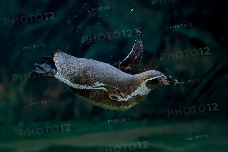 Humboldt Penguin (Spheniscus humboldti), Humboldt Penguin, adult, in the water, swimming, foraging, captive, Pacific coast, Chile, South America