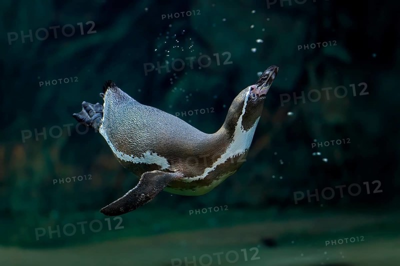 Humboldt Penguin (Spheniscus humboldti), Humboldt Penguin, adult, in the water, swimming, foraging, captive, Pacific coast, Chile, South America