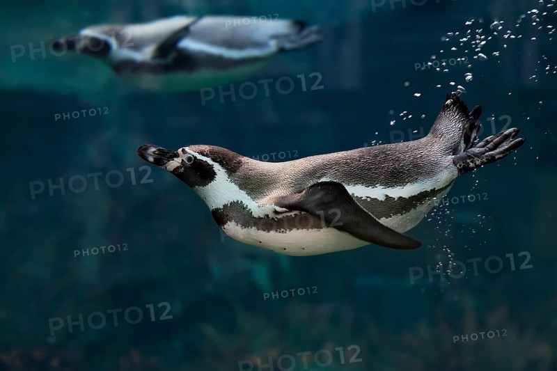 Humboldt Penguin (Spheniscus humboldti), Humboldt Penguin, adult, in the water, swimming, foraging, captive, Pacific coast, Chile, South America
