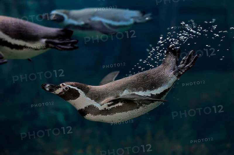 Humboldt Penguin (Spheniscus humboldti), Humboldt Penguin, adult, in the water, swimming, foraging, captive, Pacific coast, Chile, South America