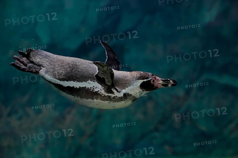 Humboldt Penguin (Spheniscus humboldti), Humboldt Penguin, adult, in the water, swimming, foraging, captive, Pacific coast, Chile, South America