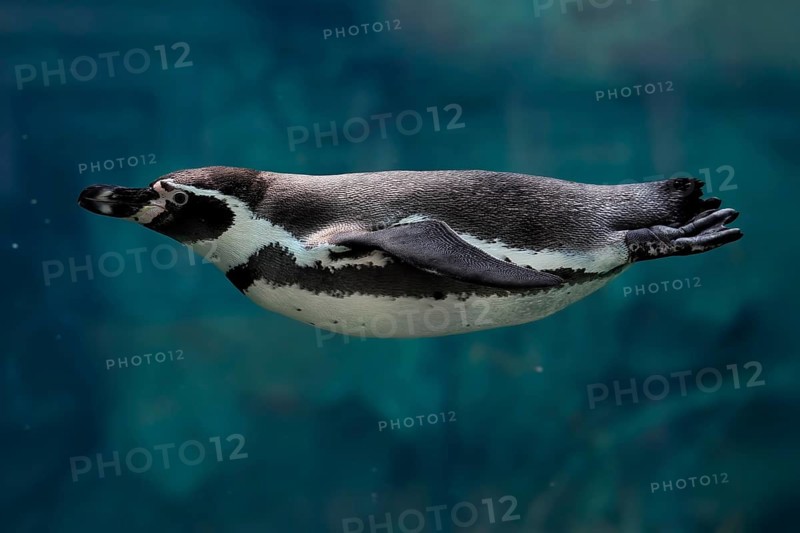 Humboldt Penguin (Spheniscus humboldti), Humboldt Penguin, adult, in the water, swimming, foraging, captive, Pacific coast, Chile, South America