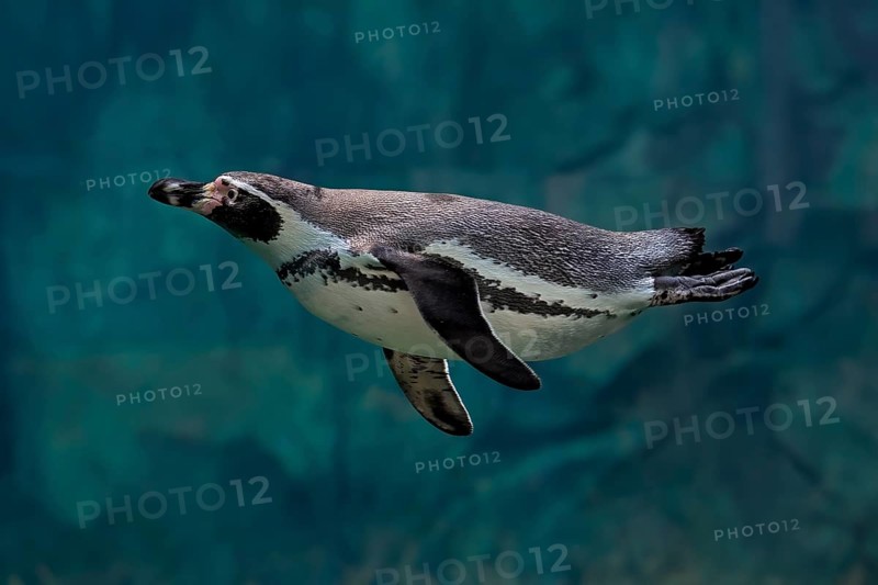 Humboldt Penguin (Spheniscus humboldti), Humboldt Penguin, adult, in the water, swimming, foraging, captive, Pacific coast, Chile, South America