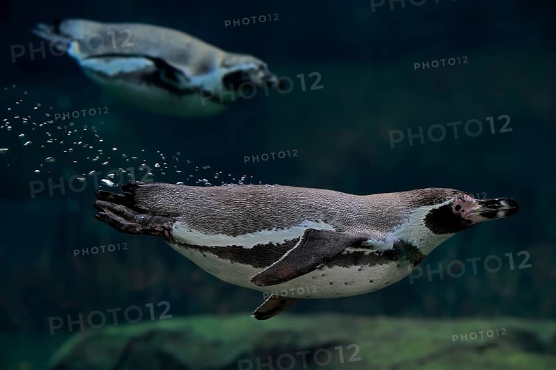 Humboldt Penguin (Spheniscus humboldti), Humboldt Penguin, adult, in the water, swimming, foraging, captive, Pacific coast, Chile, South America