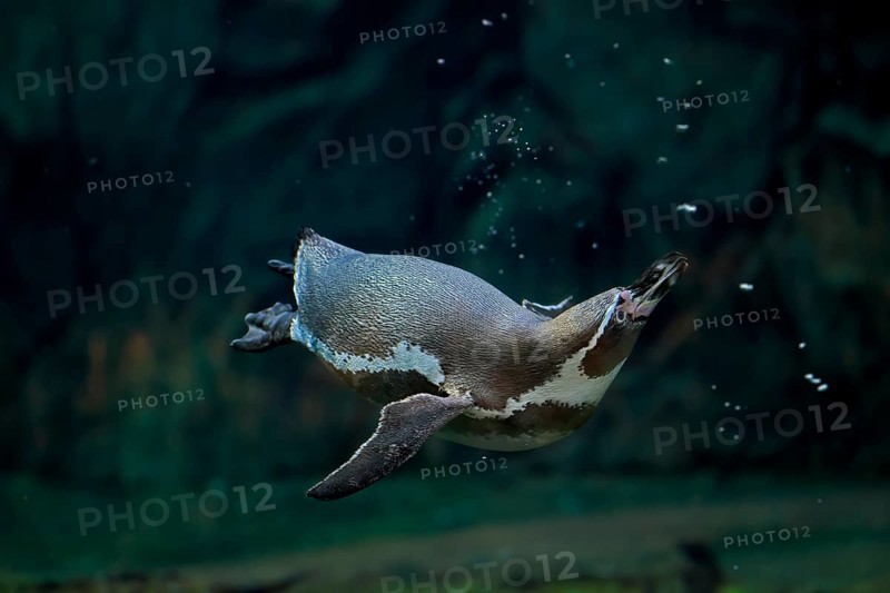 Humboldt penguin (Spheniscus humboldti), Humboldt penguin, adult, in the water, swimming, foraging, Pacific coast, Chile, South America