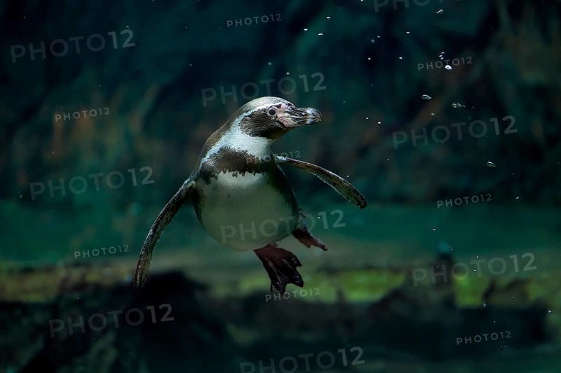 Humboldt Penguin (Spheniscus humboldti), Humboldt Penguin, adult, in the water, swimming, foraging, captive, Pacific coast, Chile, South America