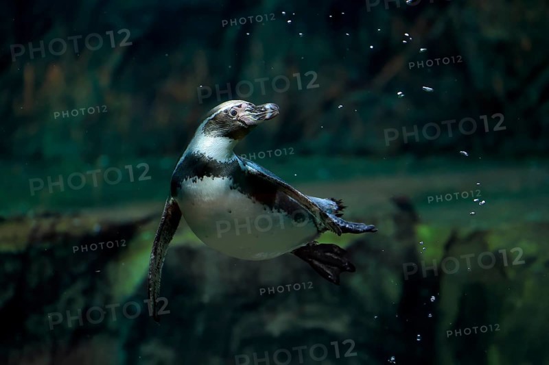 Humboldt Penguin (Spheniscus humboldti), Humboldt Penguin, adult, in the water, swimming, foraging, captive, Pacific coast, Chile, South America