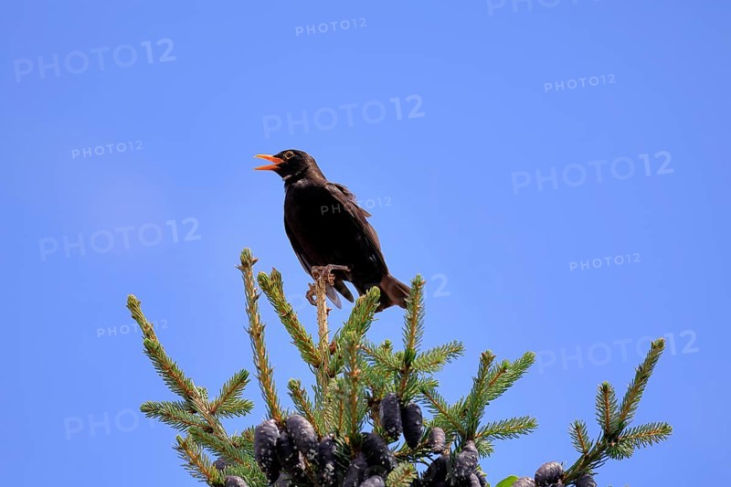 Blackbird (Turdus merula), black thrush, adult, male, on tree, singing, fir tree, Rhineland Palatinate, Germany