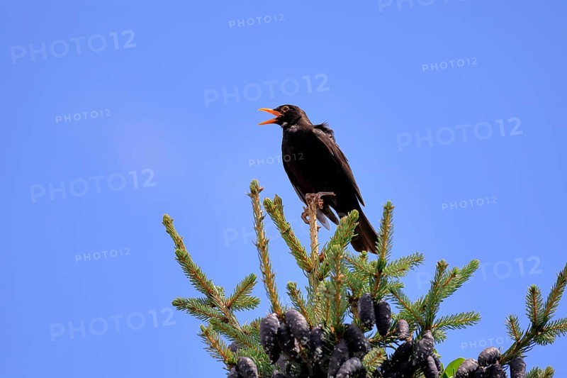 Blackbird (Turdus merula), black thrush, adult, male, on tree, singing, fir tree, Rhineland Palatinate, Germany