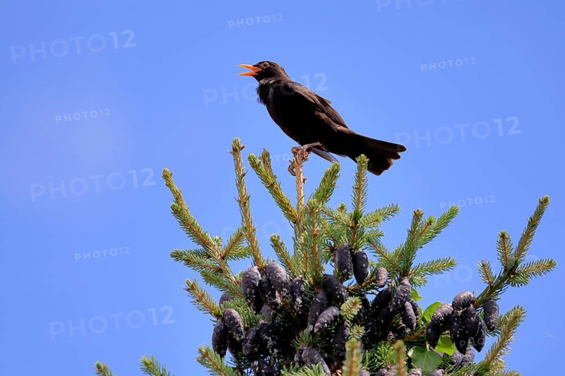 Blackbird (Turdus merula), black thrush, adult, male, on tree, singing, fir tree, Rhineland Palatinate, Germany