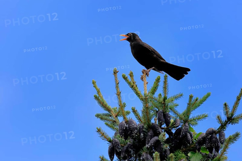 Blackbird (Turdus merula), black thrush, adult, male, on tree, singing, fir tree, Rhineland Palatinate, Germany