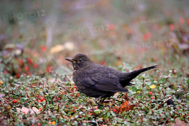 Blackbird (Turdus merula), Black Thrush, adult, female, on hedge, vigilant, Rhineland Palatinate, Germany