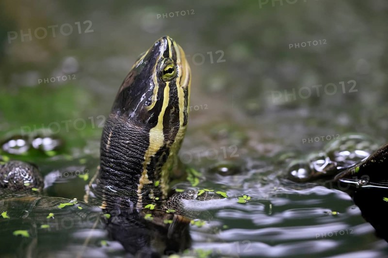 Annam stream turtle (Mauremys annamensis), adult, in water, portrait, Vietnam