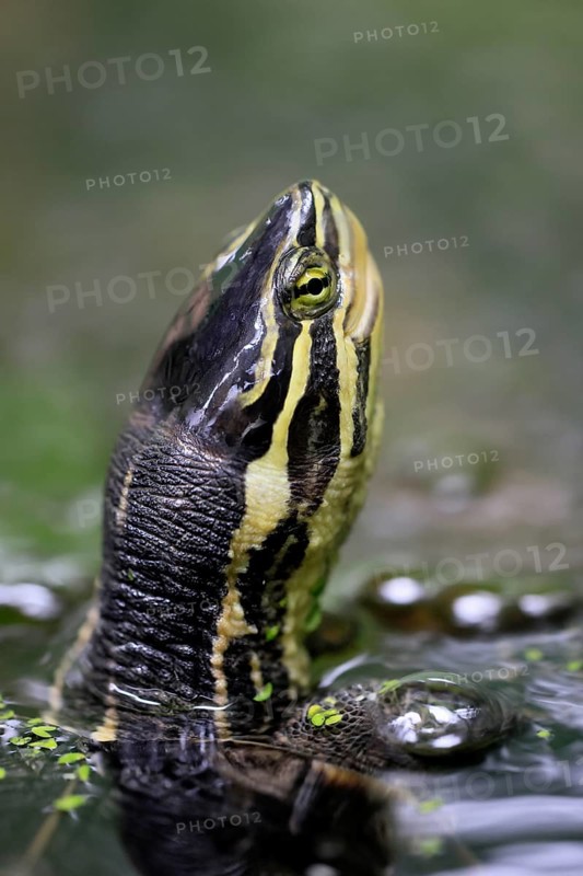Annam stream turtle (Mauremys annamensis), adult, in water, portrait, Vietnam