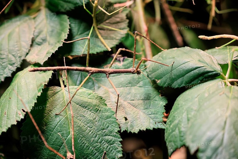 Annam stick insect (Medauroidea extradentata), Vietnamese stick insect, ghost insect, adult, foraging, feeding, camouflage, in foliage, Vietnam