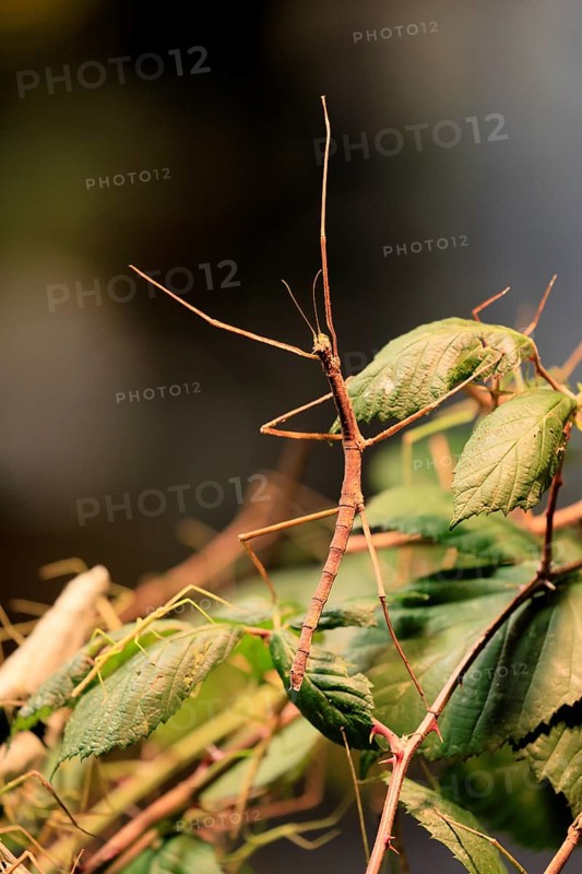 Annam stick insect (Medauroidea extradentata), Vietnamese stick insect, ghost insect, adult, foraging, feeding, camouflage, in foliage, Vietnam