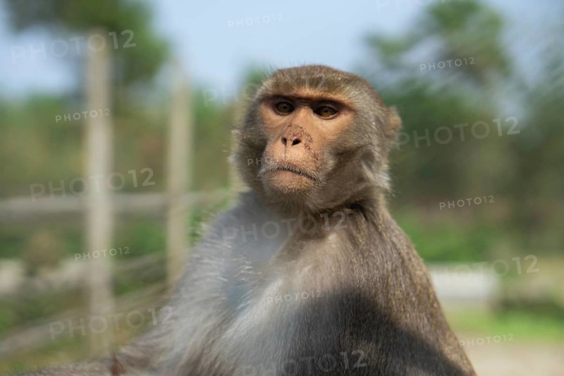 A close-up of a monkey with brown fur in a serene outdoor setting with fencing in view, Gazipur, Bangladesh