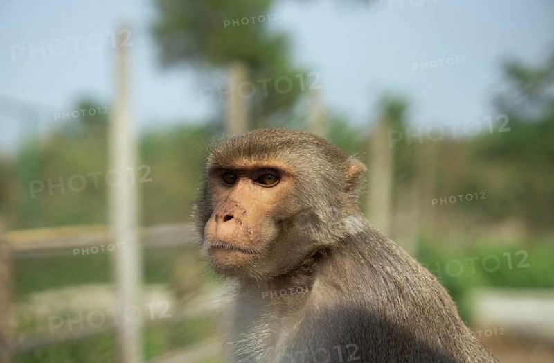 A monkey with brown fur sitting calmly outdoors in a fenced area on a sunny day, Gazipur, bangladesh