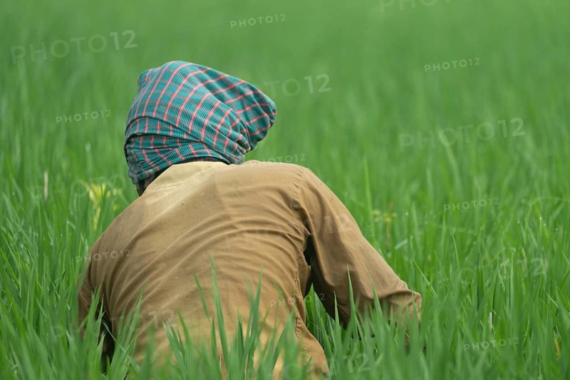 A farmer is clearing weeds from a paddy field, Gazipur, bangladesh
