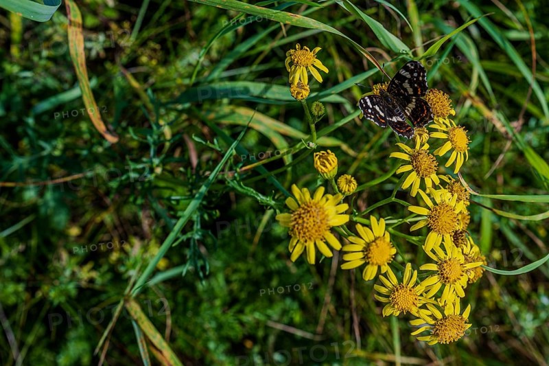 A butterfly (Araschnia levana) explores yellow flowers among lush greenery on a clear, sunny day outdoors. The beauty of nature is emphasised in this scene. Hunderdorf, Lower Bavaria