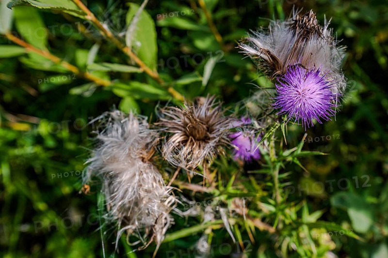 Purple milk thistles (Silybum marianum) bloom in a sunny natural area, surrounded by numerous green leaves. It is late summer and the colours glow in the warm sun. Hunderdorf, Lower Bavaria