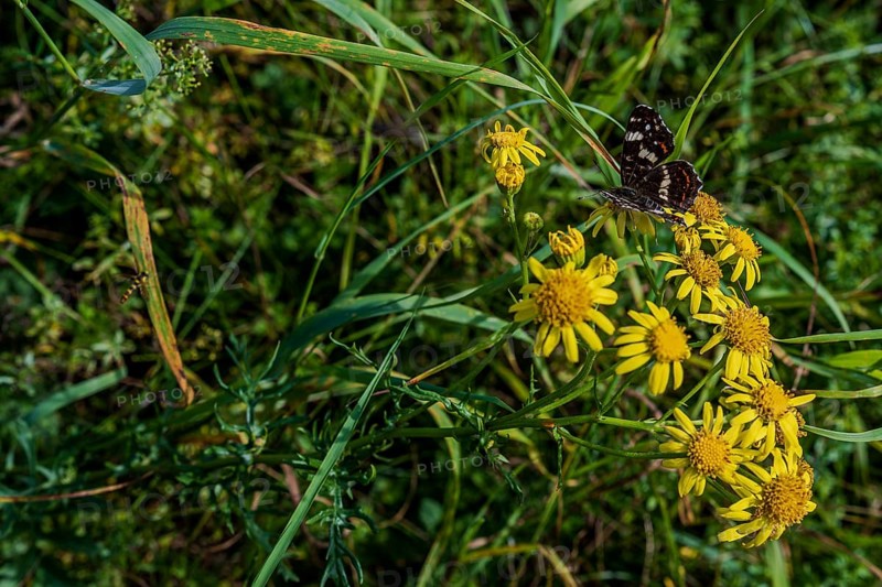 A colourful butterfly (Map Butterfly, Araschnia levana) sits on bright yellow flowers in a green meadow during a sunny summer day, surrounded by fresh grasses and plants. Hunderdorf, Lower Bavaria