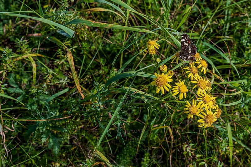 In a lush meadow with green plants and yellow flowers, a butterfly (Araschnia levana) lingers in the warm sun while nature is in full bloom. Hunderdorf, Lower Bavaria