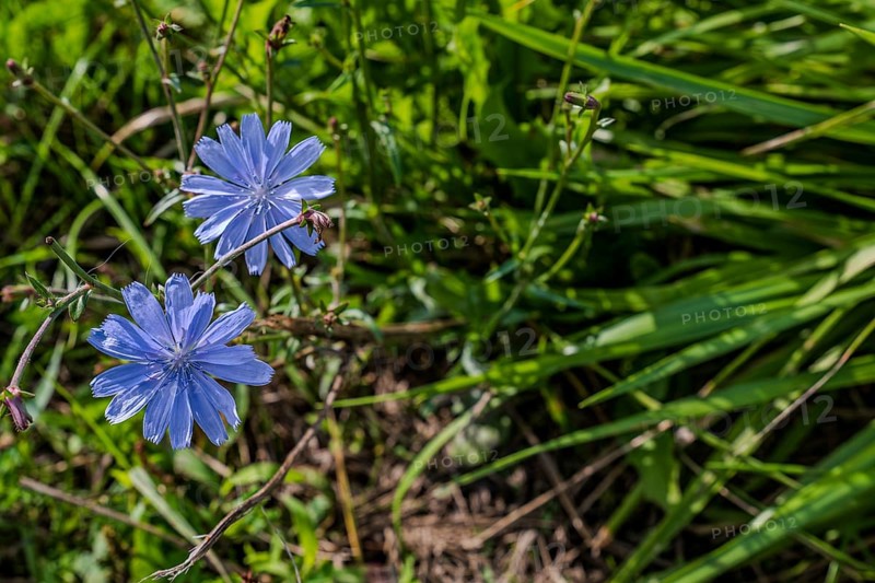 Two flowering chicory (Cichorium intybus) stand in a meadow. The intense blue flowers stand out against the green grass. It is a clear, sunny day. Hunderdorf, Lower Bavaria