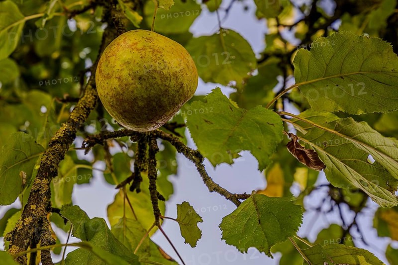 Ripe apples (Malus domestica) hang from a tree branch, while the green leaves blow gently in the wind under the blue sky. The scene radiates a peaceful, rural atmosphere. Hundersorf, Lower Bavaria