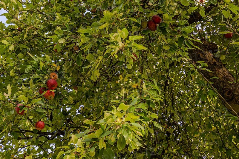 Juicy, red apples (Malus domestica) hang from a lush apple tree. The foliage surrounds the fruit and reveals the beauty of a garden on a sunny day in early autumn. Hunderdorf, Lower Bavaria