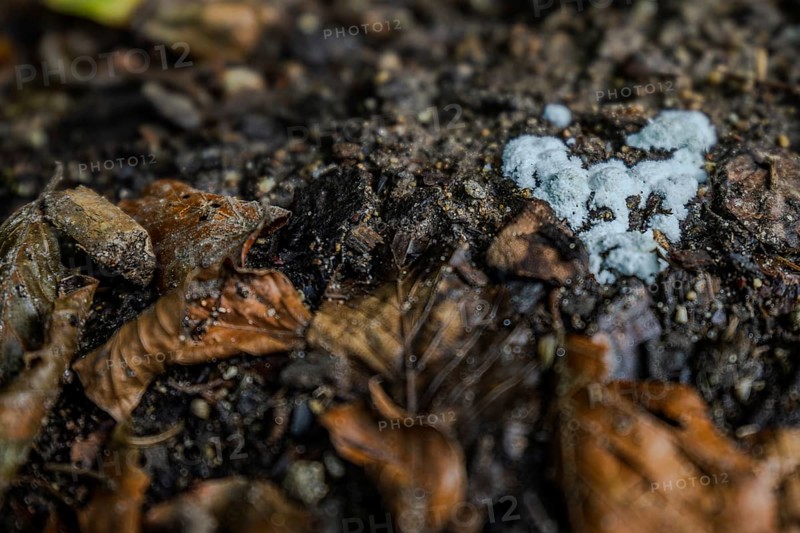 At the bottom of a forest you can see wet, withered leaves under which fungal mycelium is growing on fertile, moist soil. The surroundings show typical forest features. Perlbachtal, Neukirchen, Lower Bavaria
