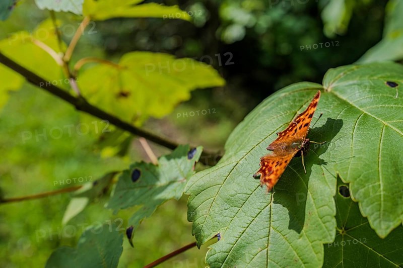 A colourful butterfly (C butterfly, Polygonia c-album) with orange and black patterns rests on a large green leaf. Surrounded by fresh greenery, the scene shows the beauty of nature. Perlbachtal, Neukirchen, Lower Bavaria