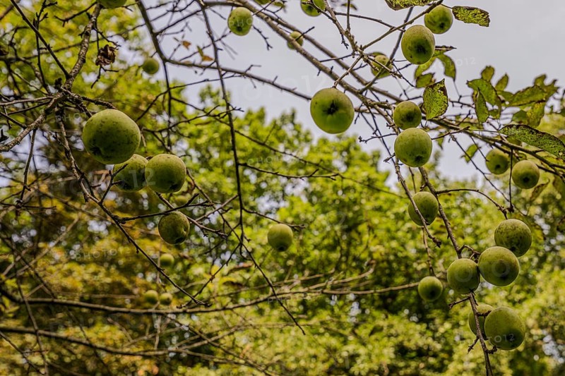 Numerous green apples (Malus domestica) grow on the branches of an apple tree in the garden. The sunlight illuminates the surroundings and falls through the foliage. Perlbachtal, Neukirchen, Lower Bavaria