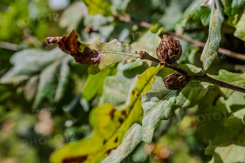 The photo shows oak leaves (Quercus robur) and closed buds on a sunny day in early autumn. The leaves show discolouration indicating autumn. Perlbachtal, Neukirchen, Lower Bavaria