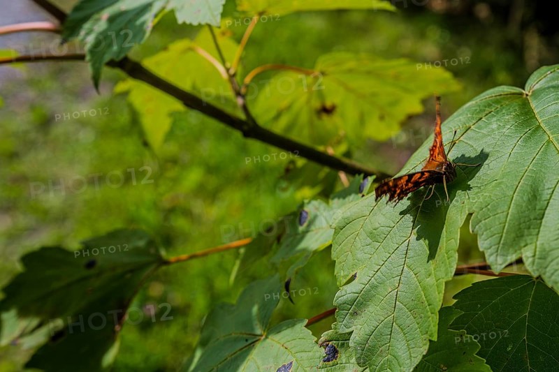 A butterfly (C butterfly, Polygonia c-album) sits on a leaf while the sun shines through the green leaves in spring. The surroundings are quiet and full of life in nature. Perlbachtal, Neukirchen, Lower Bavaria