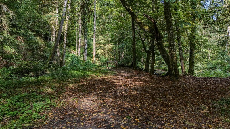 A narrow path winds its way through a dense forest lined with green trees and colourful foliage. The peaceful atmosphere invites you to go hiking. Perlbachtal, Neukirchen, Lower Bavaria