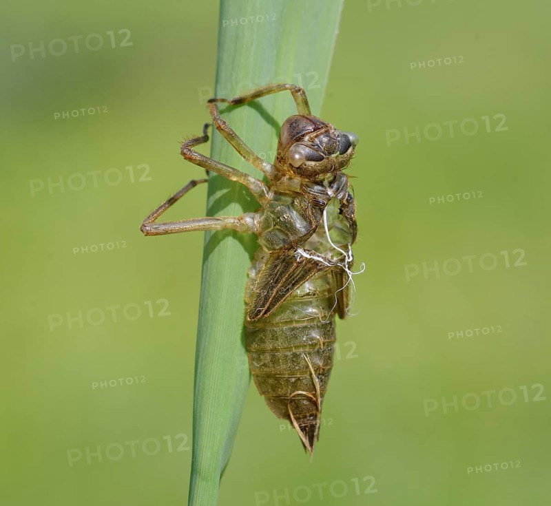 Dragonfly larva skin. Heidenreichstein, Austria