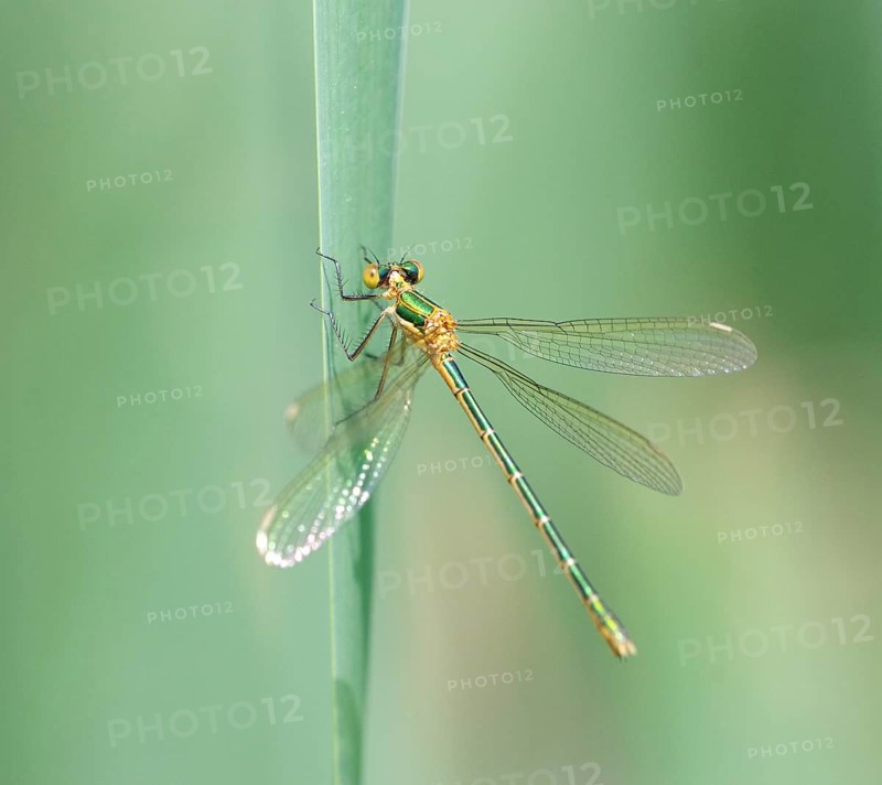 Emerald Damselfly (Lestes spec) . Dudley, England, United Kingdom