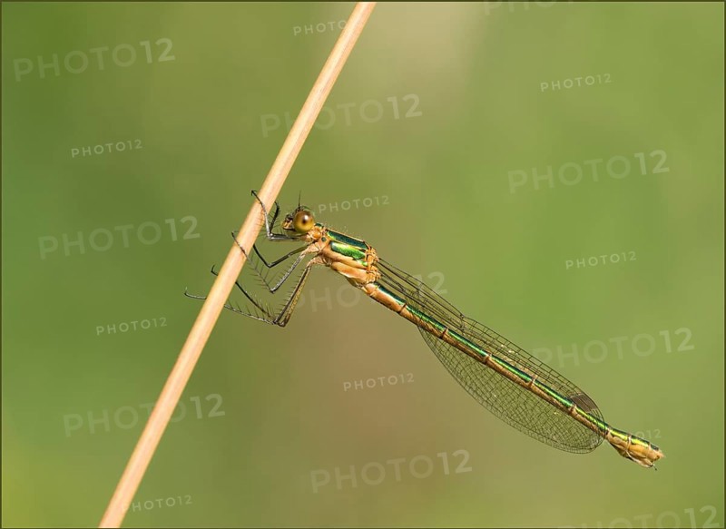 Emerald Damselfly (Lestes spec) . Dudley, England, United Kingdom