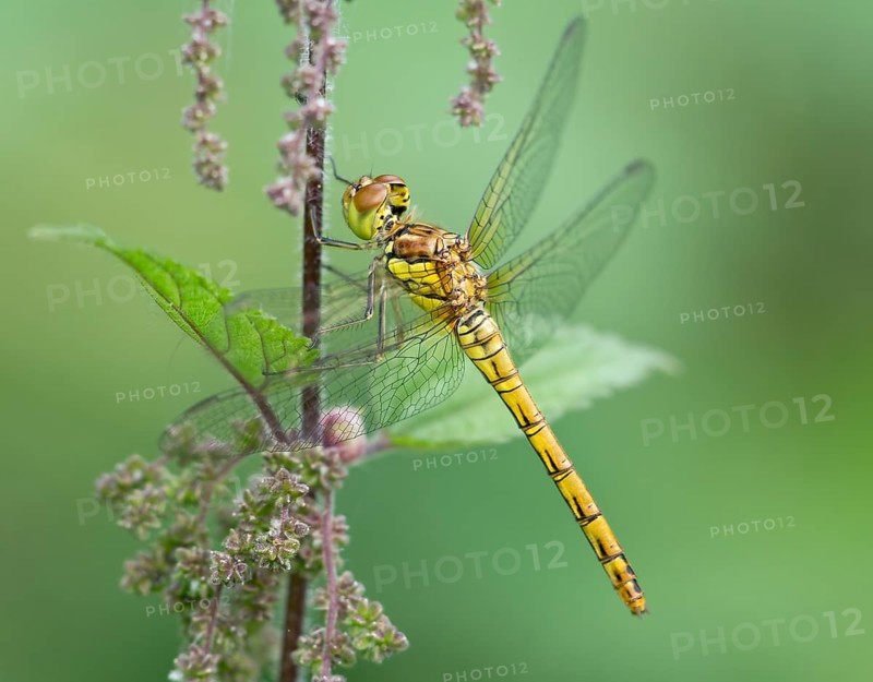 Common Darter (Sympetrum striolatum), female. Dudley, England, United Kingdom