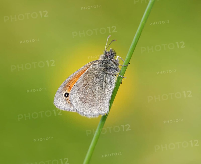 Small Heath butterfly (Coenonympha pamphilus) against buttercup