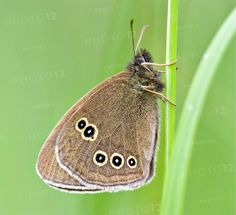 Ringlet (Aphantopus hyperantus) . Dudley, England, United Kingdom