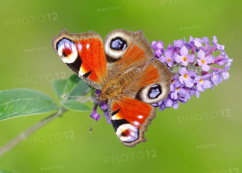 European Peacock (Inachis io, Io nymphalis) Heidenreichstein, Austria