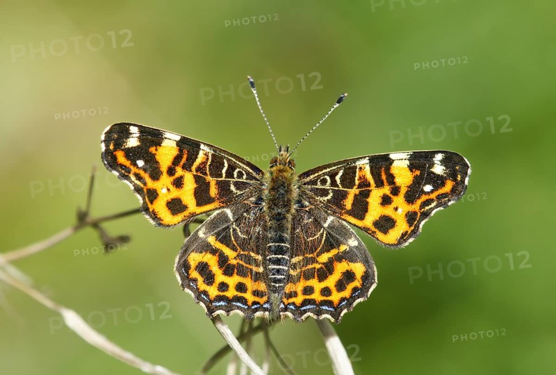 Map Butterfly (Araschnia levana), Heidenreichstein, Austria