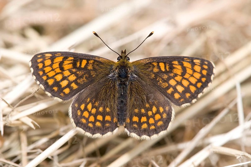 Heath Fritillary (Mellicta athalia), Heidenreichstein, Austira