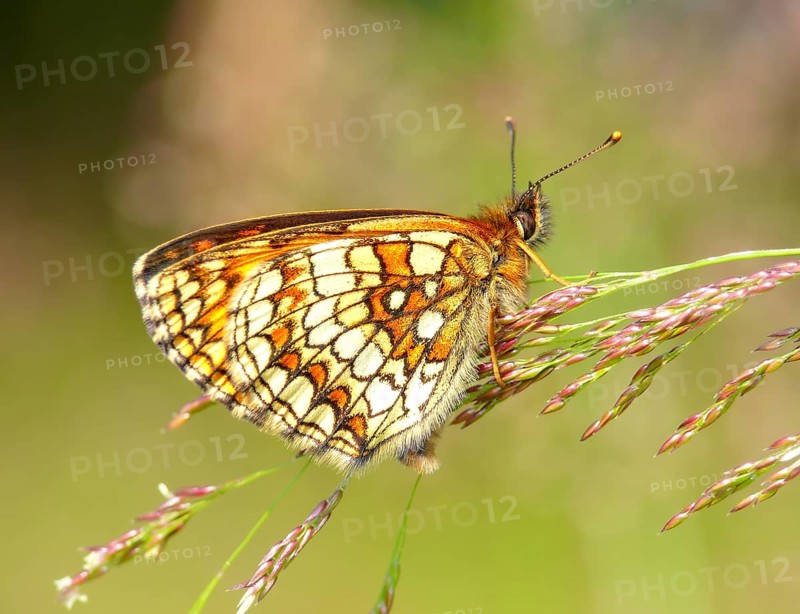 Heath Fritillary (Mellicta athalia) Heidenreichstein, Austria