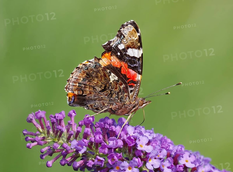 Red Admiral (Vanessa atalanta) in search of nectar on Buddleya. Heidenreichstein, Lower Austria